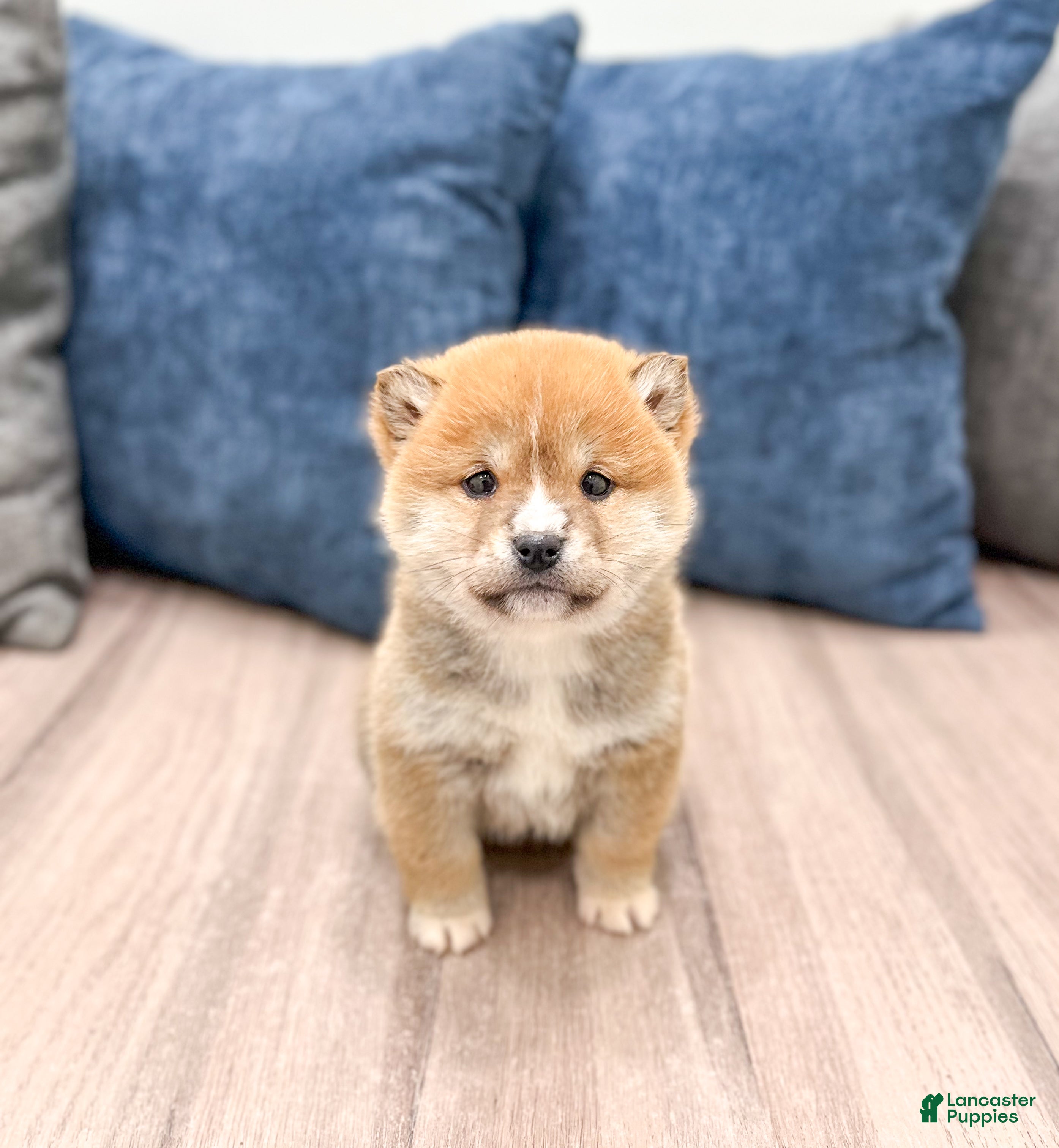 Shiba Inu dogs Lucky - Ad 1