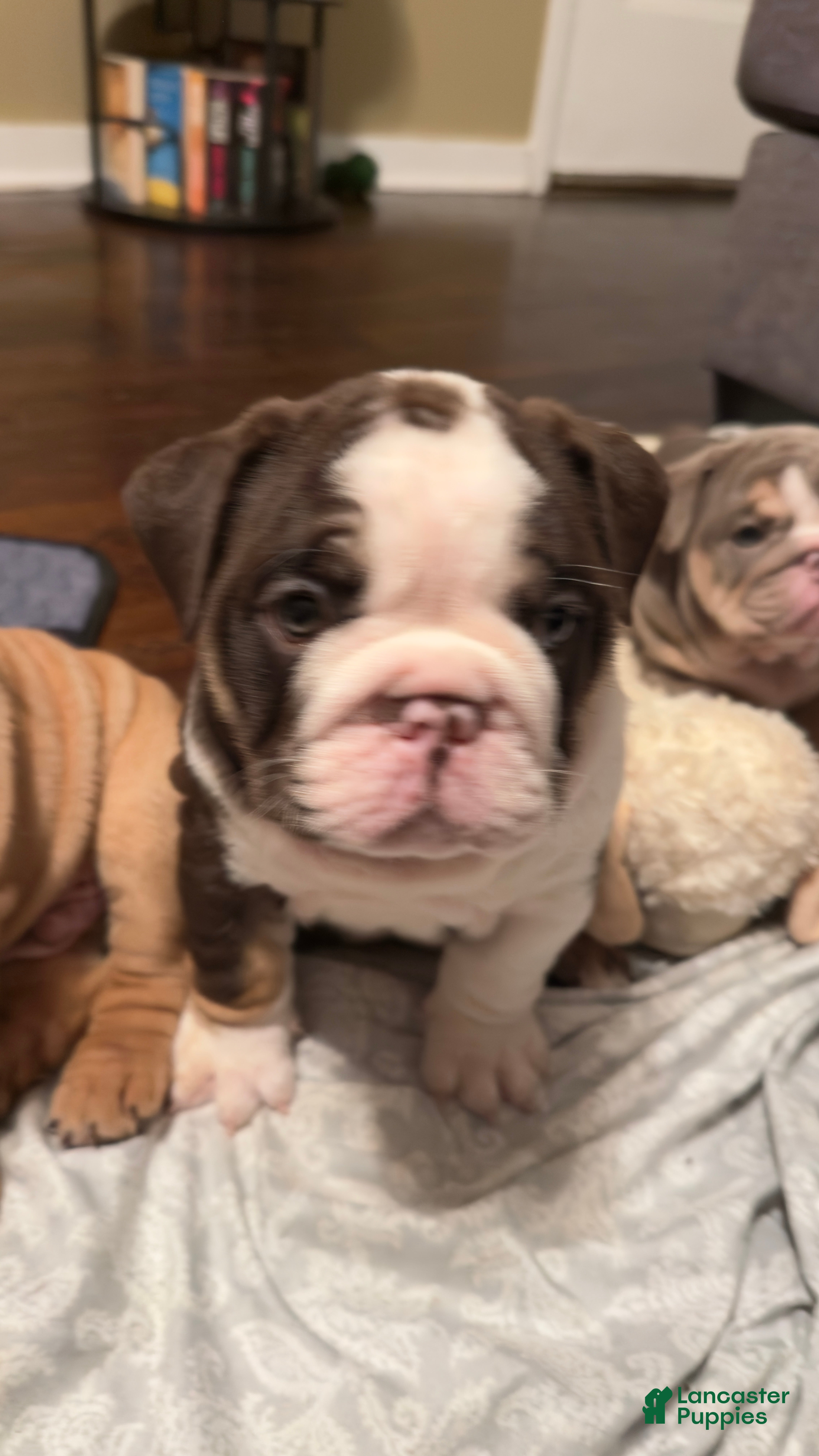 English Bulldog dogs Hershey - Ad 3