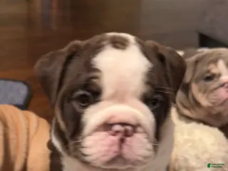 English Bulldog dogs Hershey - Ad 3