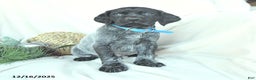 German Shorthaired Pointer dogs for sale: Dodger - Ad 4