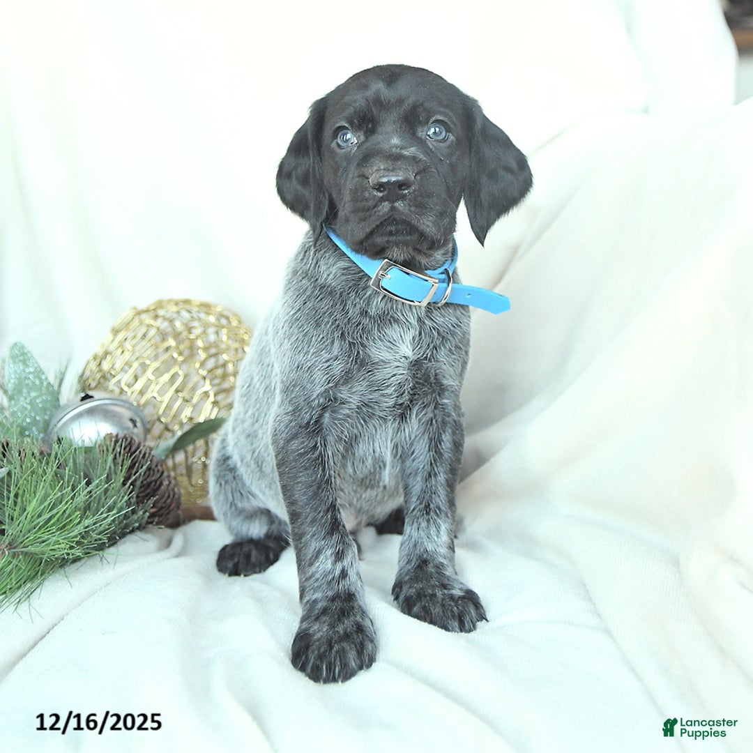 German Shorthaired Pointer dogs for sale: Dodger - Ad 4