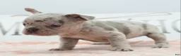 Mixed Breed dogs for sale: Bria merle - Ad 15