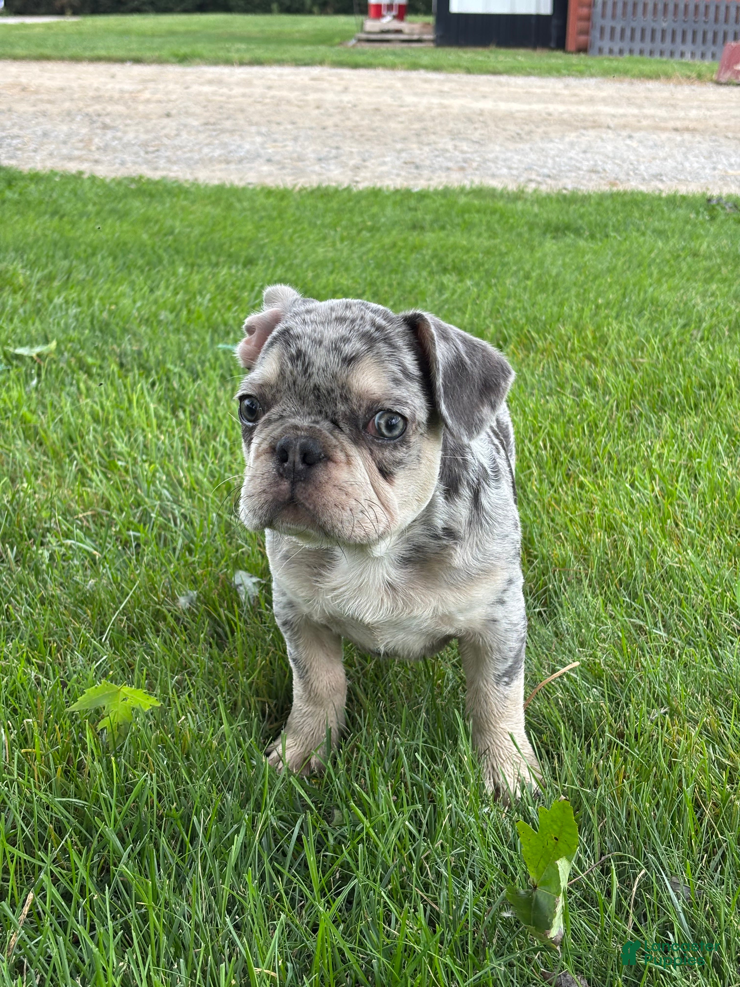 French Bulldog dogs for sale: Oliver - Ad 1