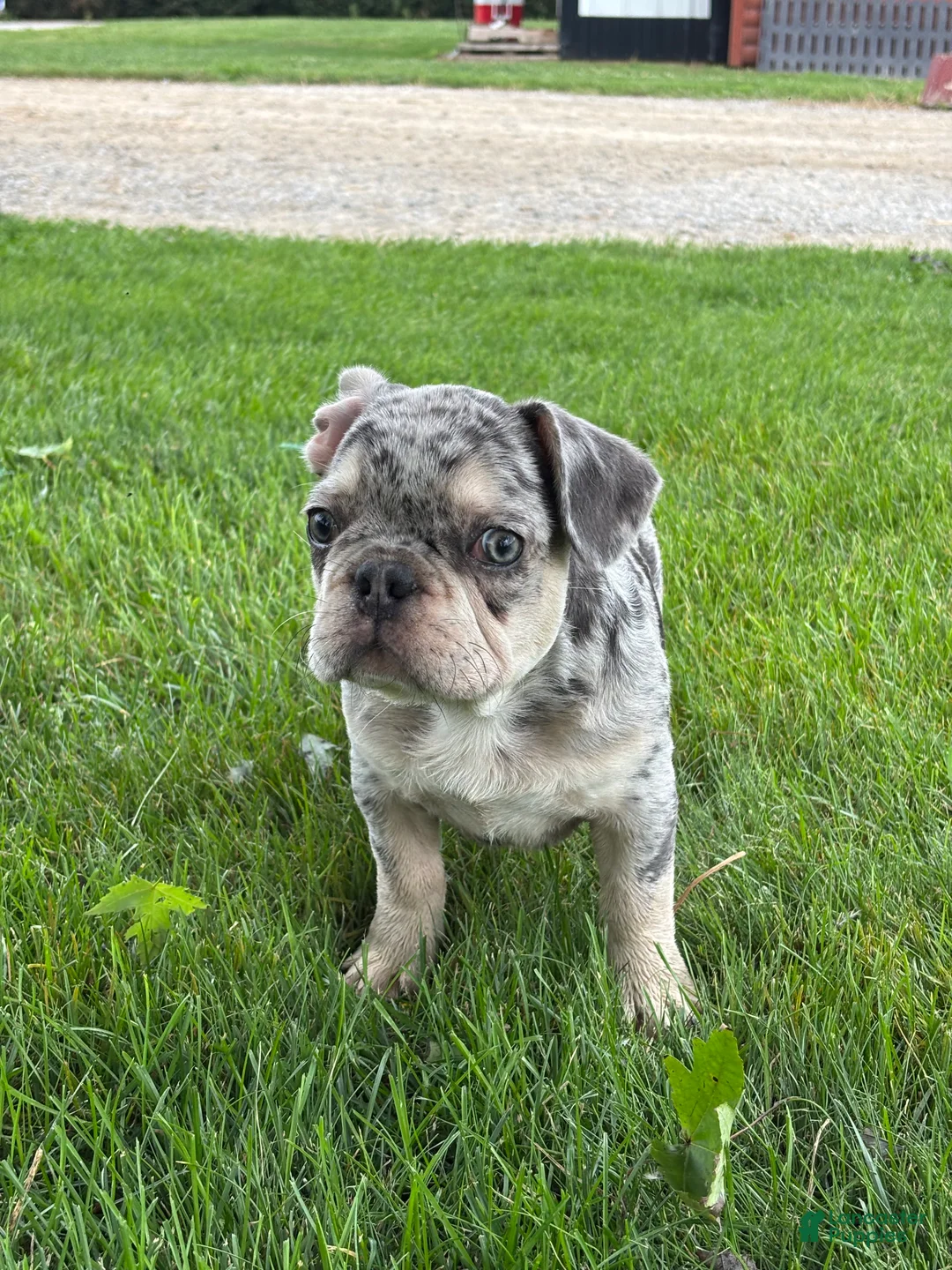 French Bulldog dogs for sale: Oliver - Ad 1