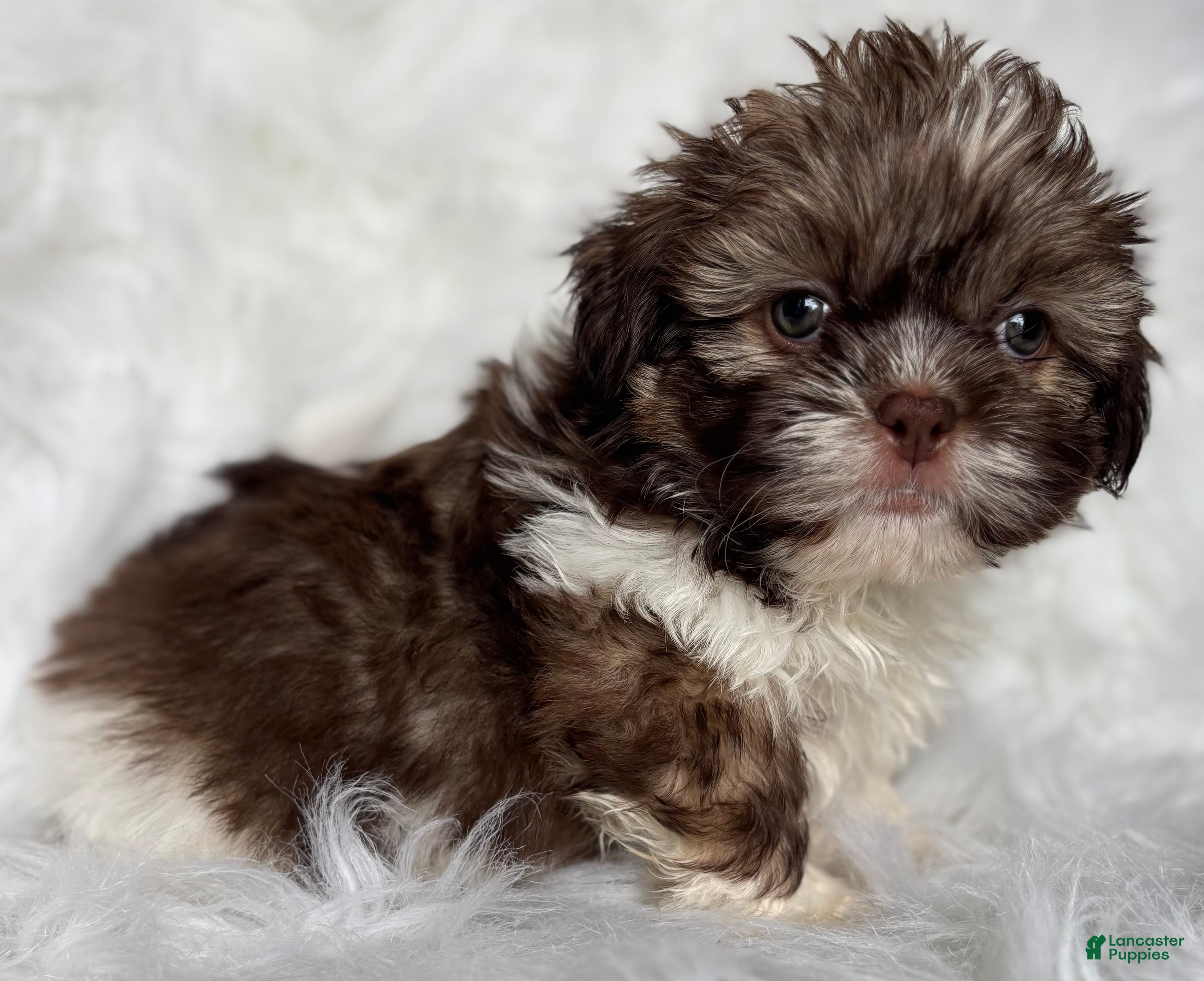 Shih Tzu dogs Luke - Ad 1
