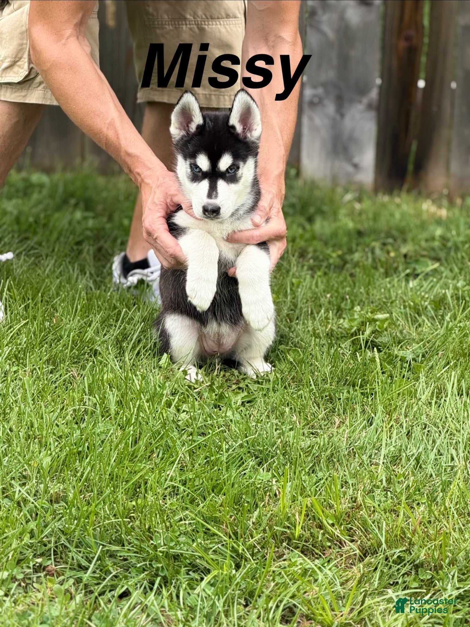 Siberian Husky dogs Missy - Ad 33