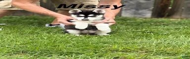 Missy