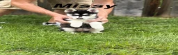 Siberian Husky dogs for sale: Missy - Ad 1