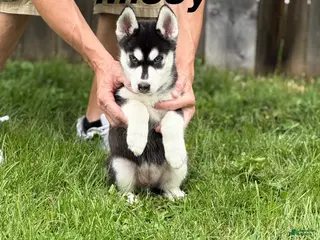 Siberian Husky dogs Missy - Ad 33