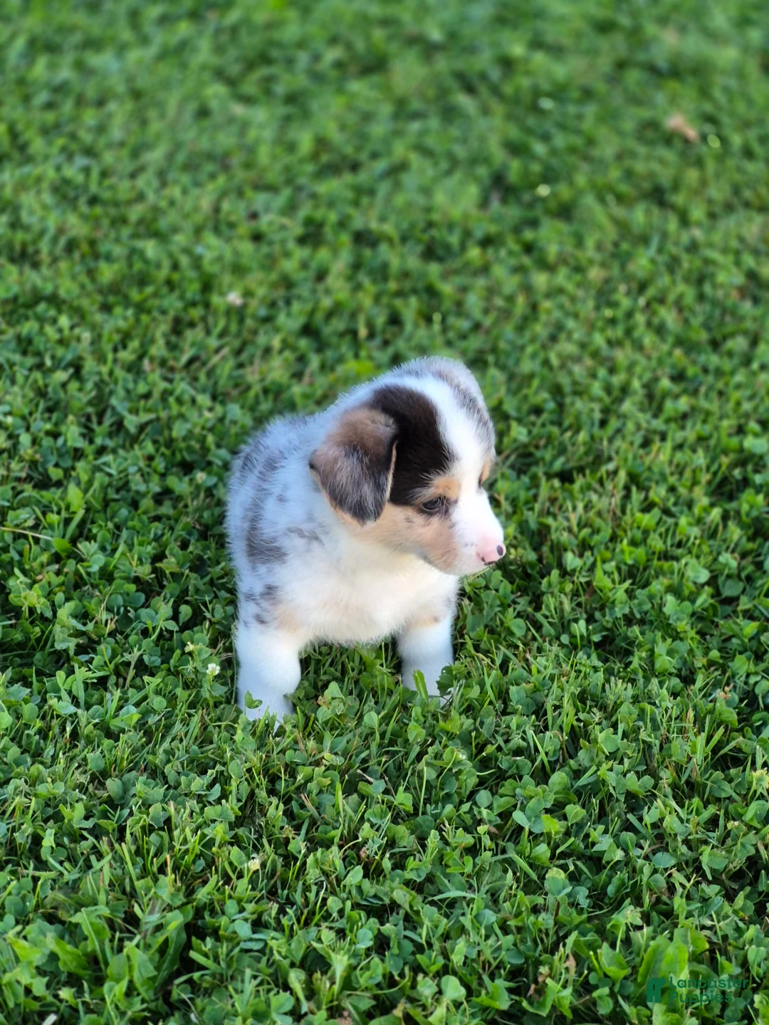 Welsh Corgi Pembroke dogs for sale: Pebbles - Ad 3