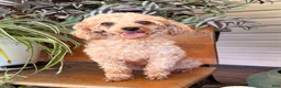 Toy Poodle dogs for sale: Mike  - Ad 5