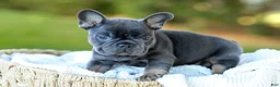 French Bulldog dogs for sale: Digger - Blue & Tan - Ad 11