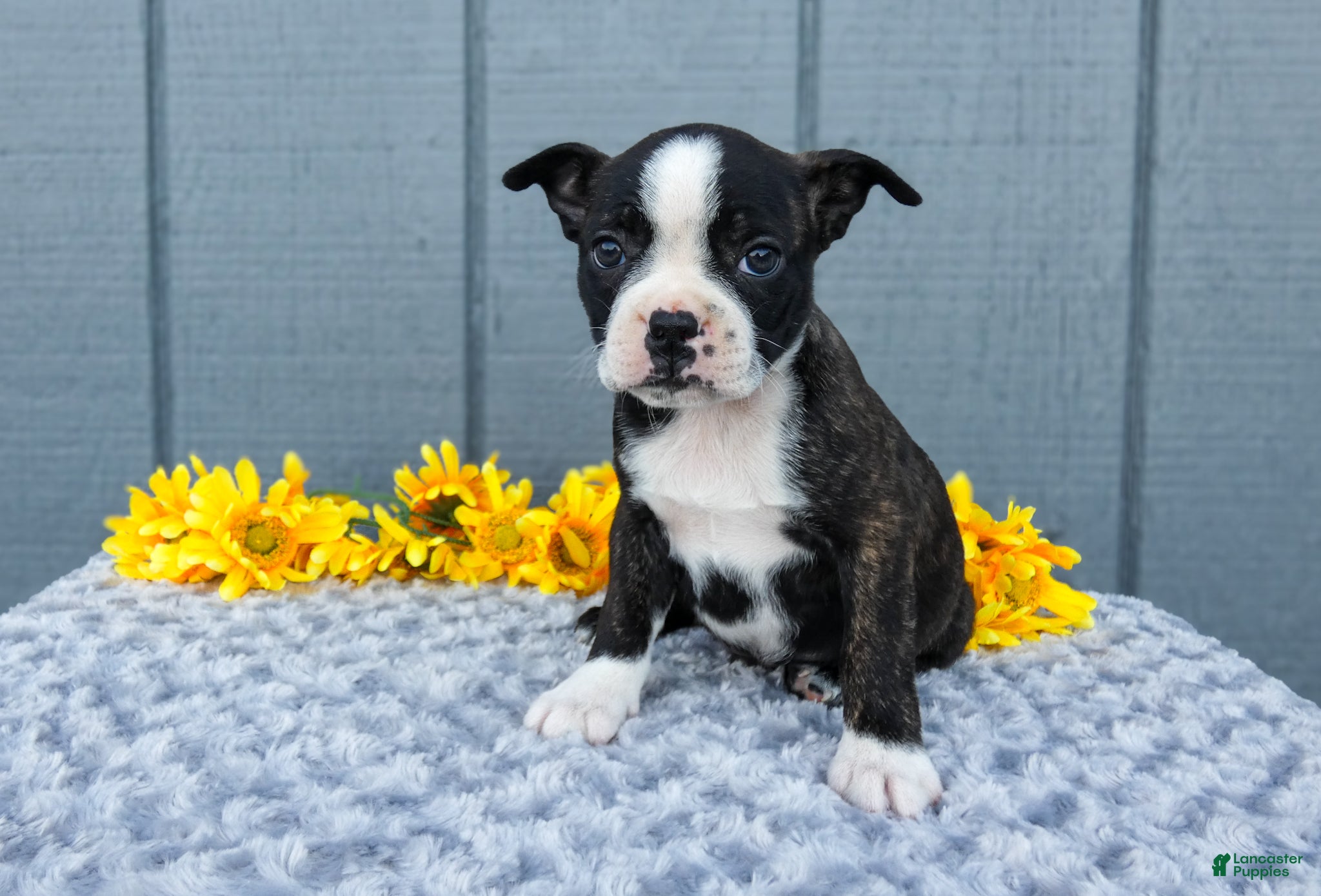 Mixed Breed dogs Saylor - Ad 1