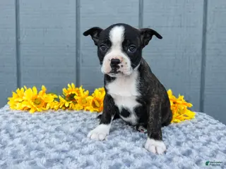 Mixed Breed dogs for sale: Saylor - Ad 1
