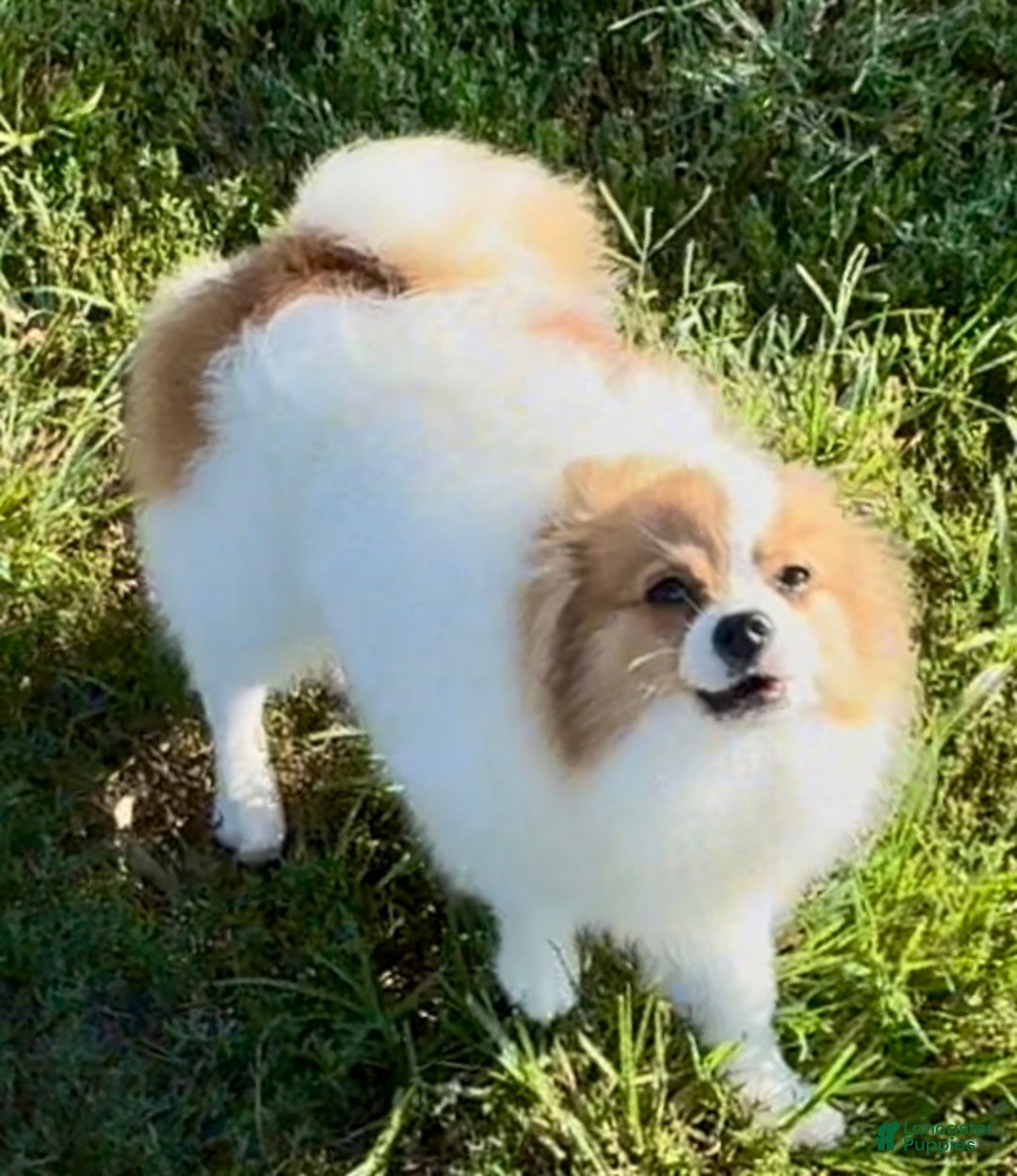 Akc Pomeranian Pomeranian Stud Dog Male Pomeranian Stud 2025
