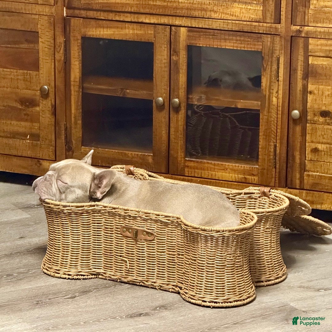 French Bulldog dogs for sale: Enzo - Ad 9