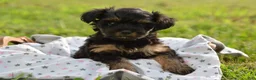 Yorkiepoo dogs for sale: Yorkiepoo 4 - Ad 3