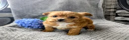 Chipoo dogs for sale: Benji - Ad 4
