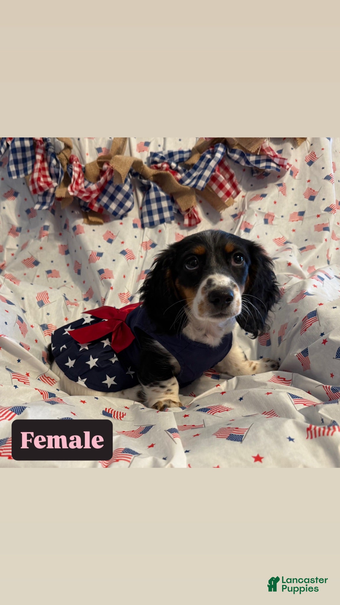 Miniature Dachshund dogs Miniature Dachshund 5 - Ad 21