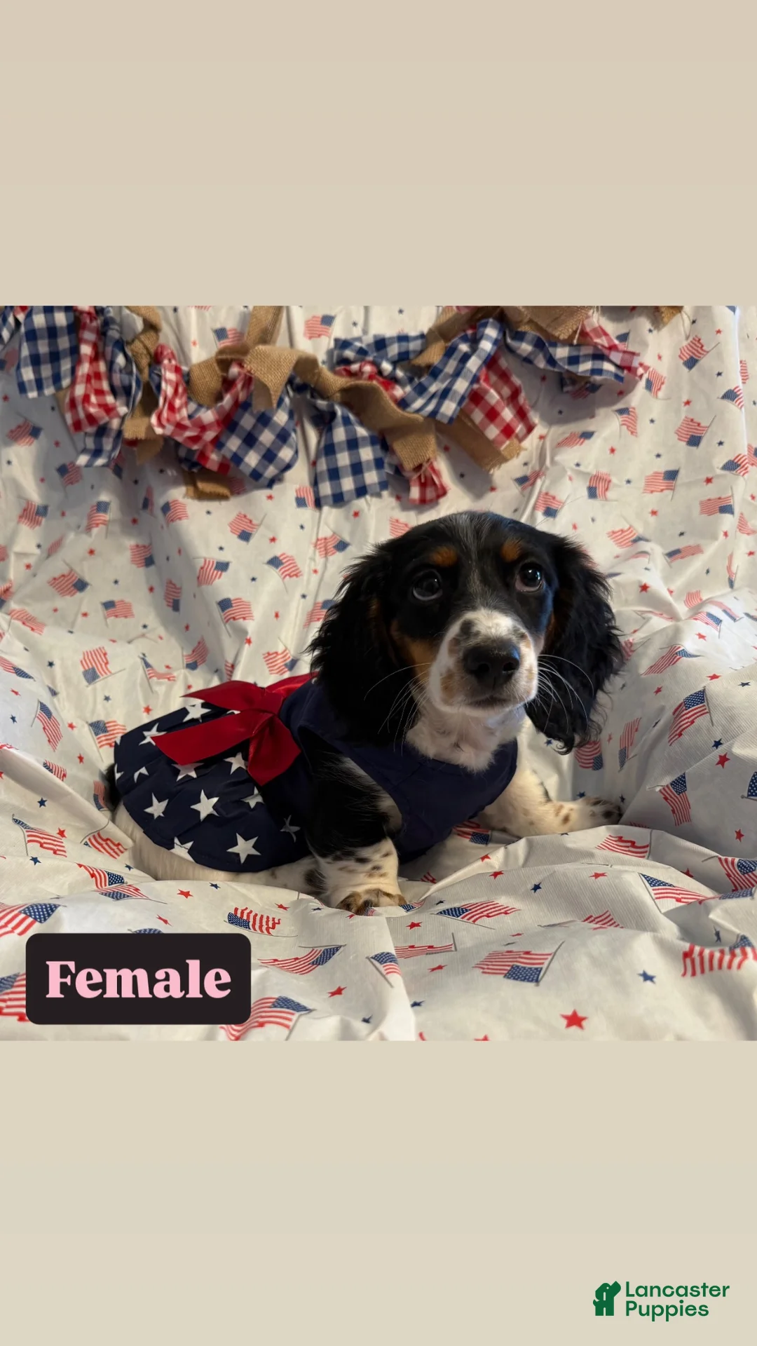 Miniature Dachshund dogs for sale: Miniature Dachshund 5 - Ad 1