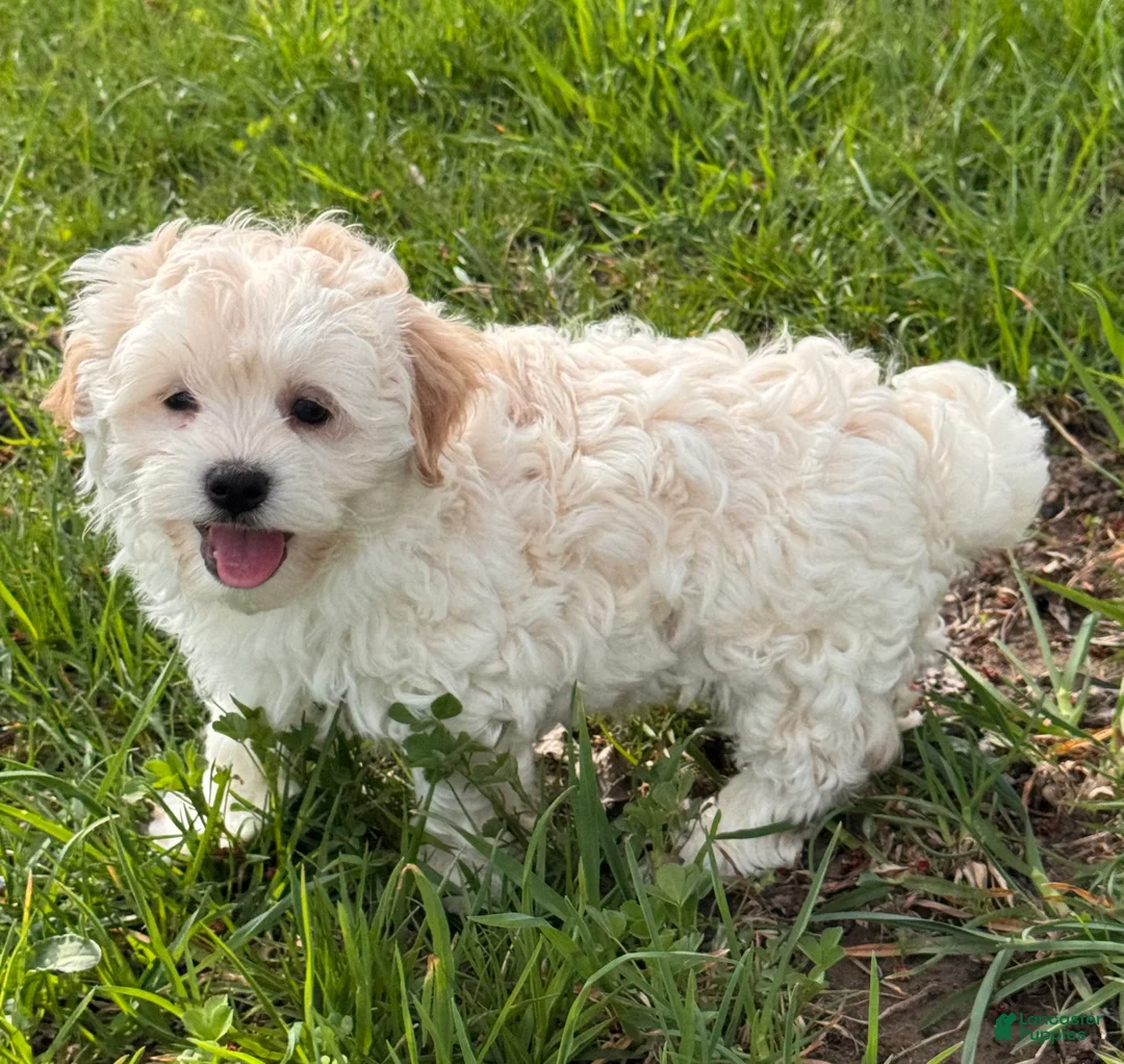 Havanese dogs for sale: Harlow - Ad 5