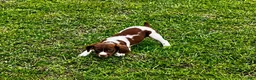 Brittany Spaniel dogs for sale: Theo - Ad 1