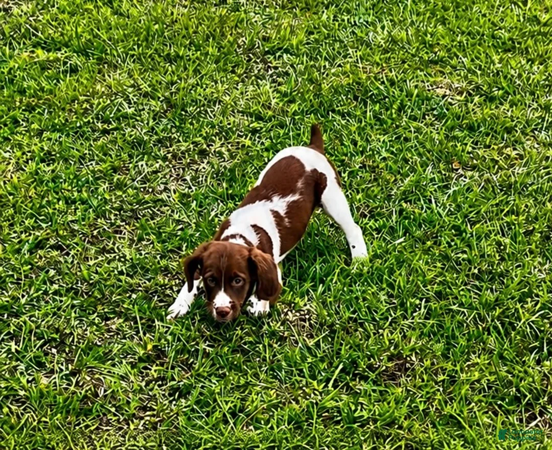 Brittany Spaniel dogs for sale: Theo - Ad 1