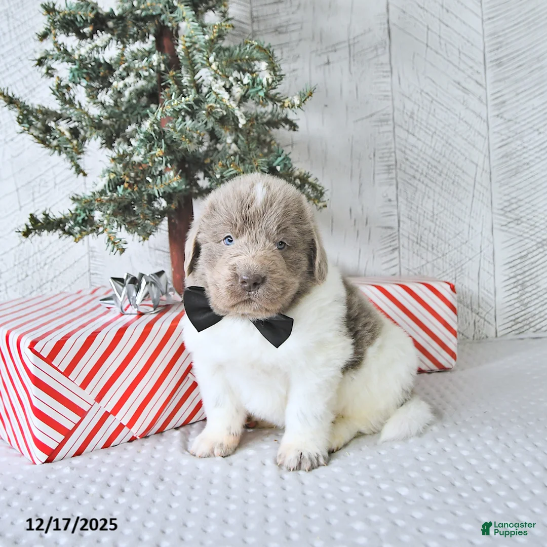 Newfoundland dogs for sale: Oliver - Ad 14