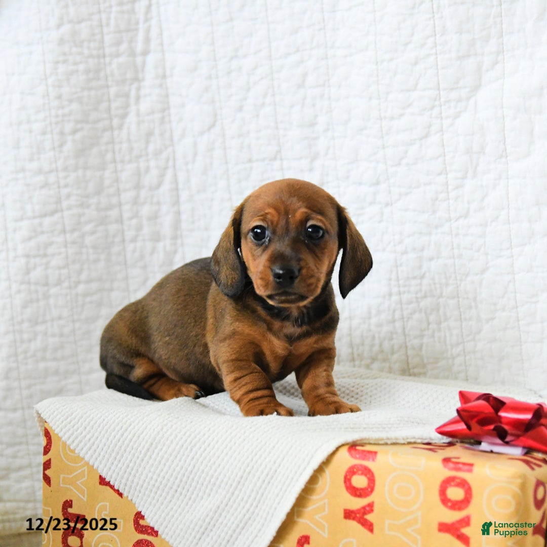Miniature Dachshund dogs for sale: Coffee - Ad 5