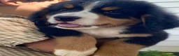 Bernese Mountain Dog dogs for sale: Miley - Ad 3