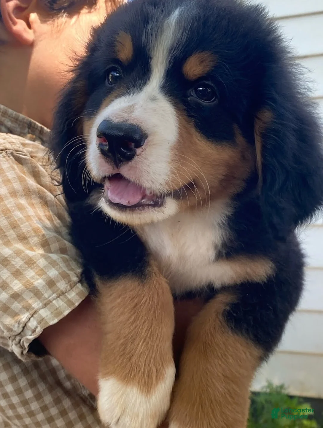 Bernese Mountain Dog dogs for sale: Miley - Ad 3