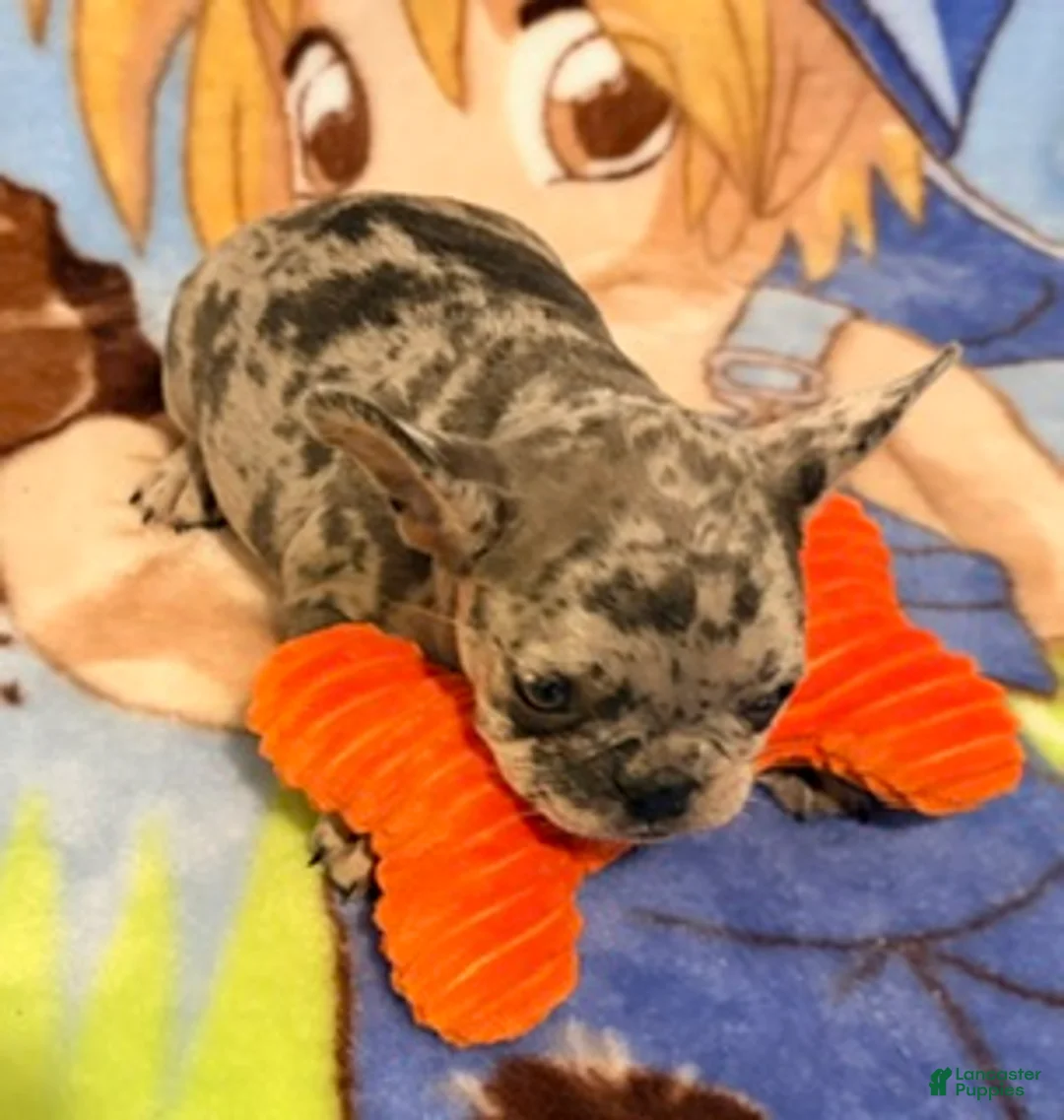 French Bulldog dogs for sale: Bella - Ad 6