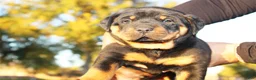 Rottweiler dogs for sale: Rottweiler Male 1 - Ad 1