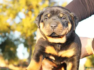 Rottweiler dogs Rottweiler Male 1 - Ad 6