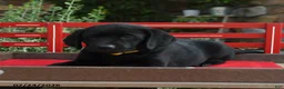 Labrador Retriever dogs for sale: Bear - Ad 3