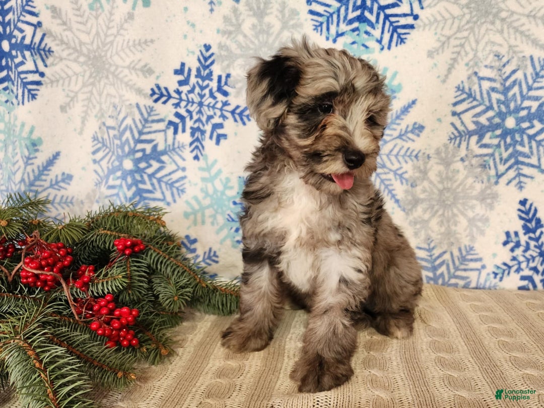 Mini Bernedoodle dogs for sale: Blitz - Ad 11