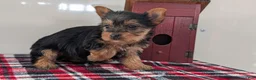 Yorkshire Terrier dogs for sale: Dahlia  - Ad 7