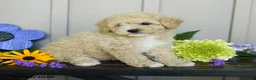 Miniature Poodle dogs for sale: Gillian - Ad 2