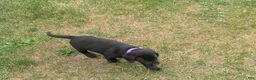 Labrador Retriever dogs for sale: Black Male (Purple) - Ad 2