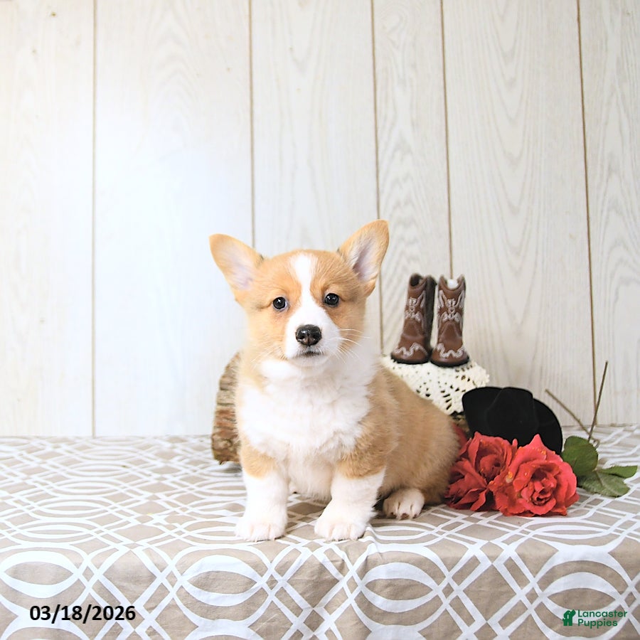 Welsh Corgi Pembroke dogs Kelly - Ad 1