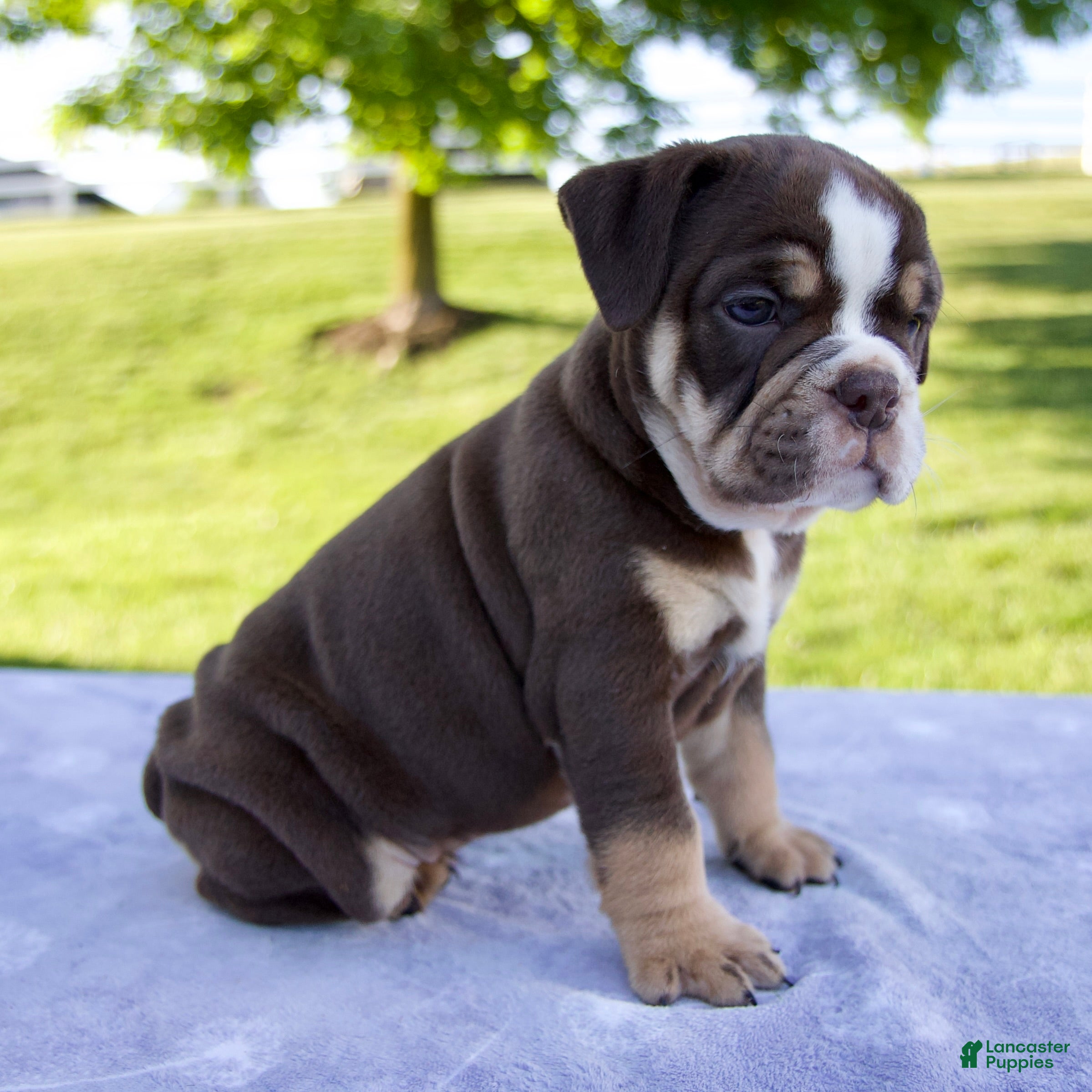 Beabull dogs Ben - Ad 2