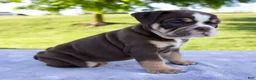 Beabull dogs for sale: Ben - Ad 2