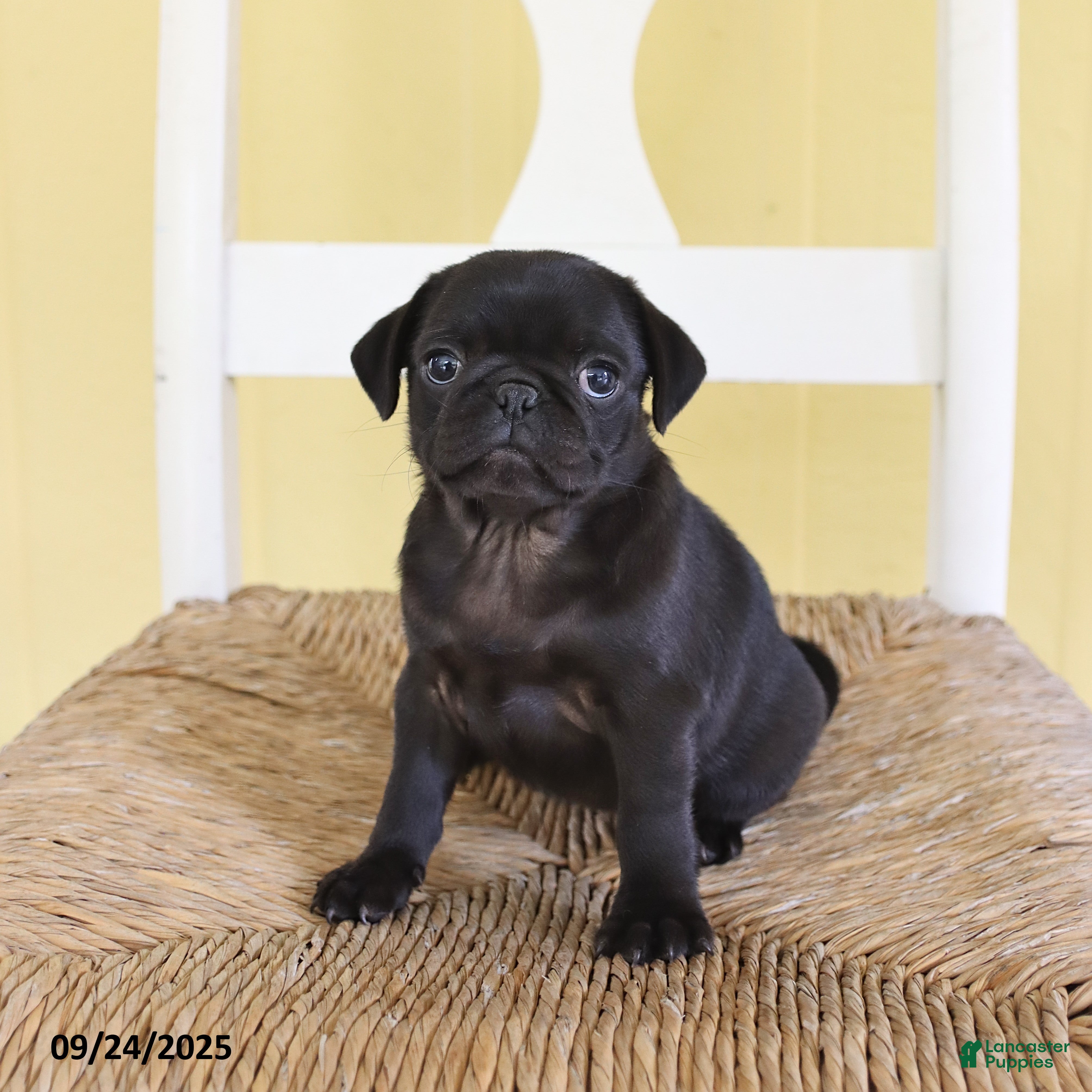 Pug dogs Daffodil - Ad 2