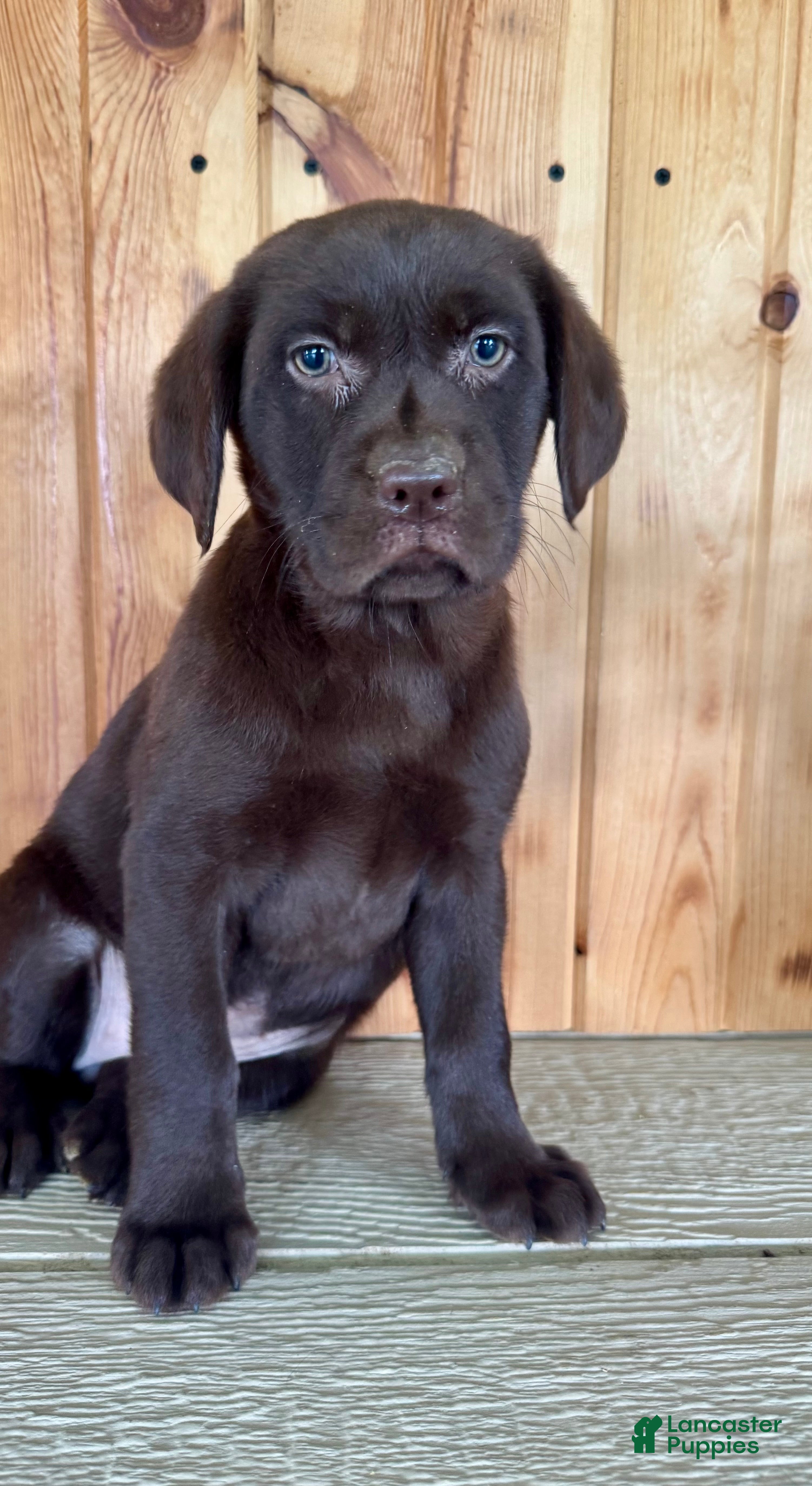 Labrador Retriever dogs Fiona - Ad 2