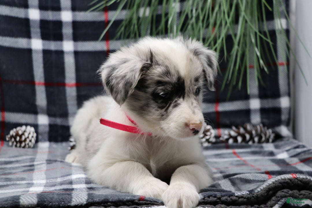 Border Collie dogs for sale: ellie - Ad 5