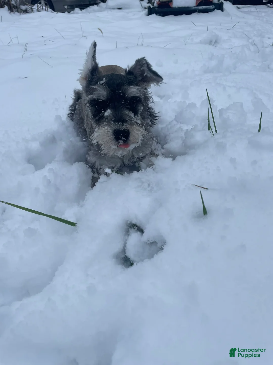 Miniature Schnauzer dogs for sale: Miniature Schnauzer Puppy 1 - Ad 6