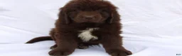 Newfoundland dogs for sale: Bear - Ad 6