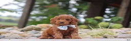 Mini Goldendoodle dogs for sale: Igor - Ad 5