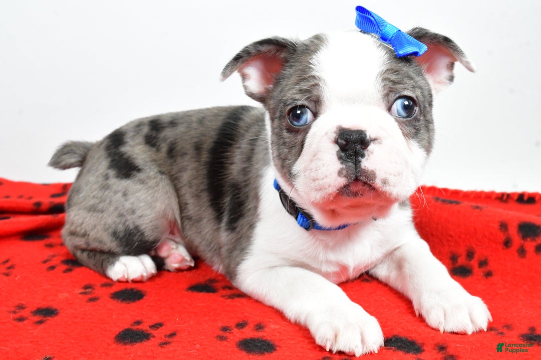 Mixed Breed dogs for sale: Scout - Ad 3