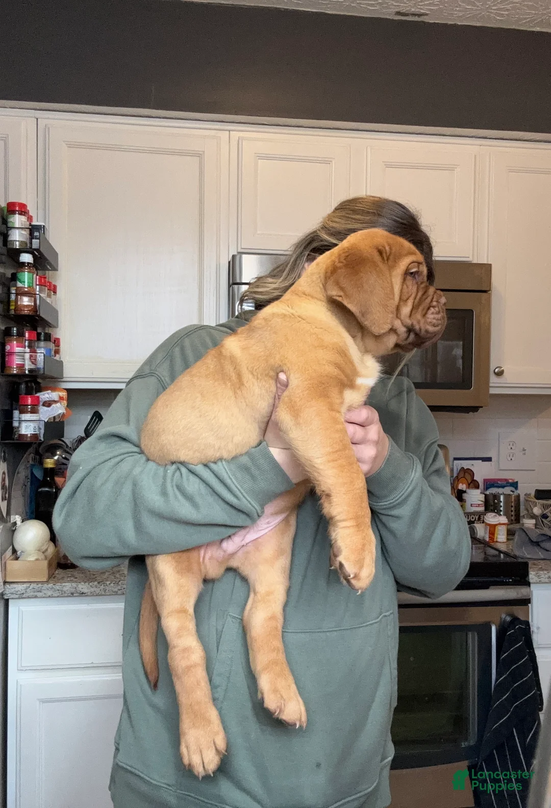 Dogue De Bordeaux dogs for sale: Dogue De Bordeaux Puppy 5 - Ad 25